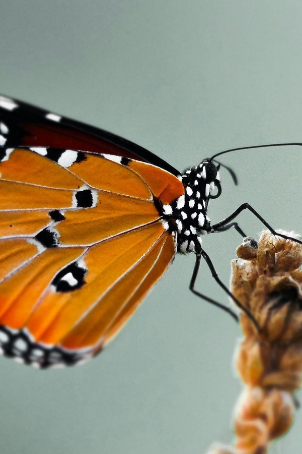 Metamorhosis x sustainable transformation